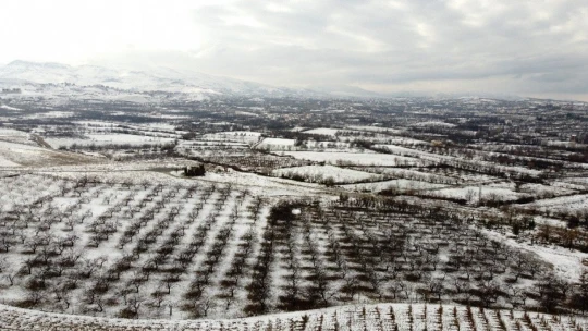 Malatya'da kayısı ağaçlarına beyaz gelinlik