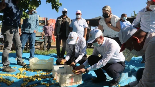 Malatya'da kayısı hasadı başladı