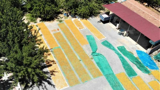 Malatya'da kayısı hasadı başladı