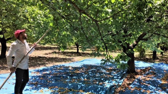 Malatya'da kayısı hasadı başladı
