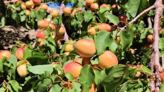 Malatya'da kayısı hasadı başladı