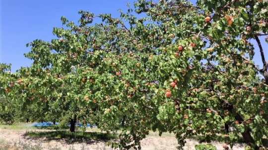 Malatya'da kayısı hasadı başladı