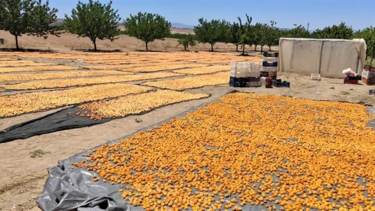 Malatya'da kayısı hasadı başladı
