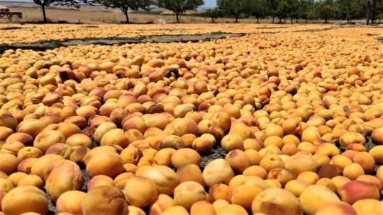 Malatya'da kayısı hasadı başladı