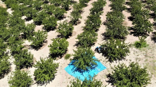 Malatya'da kayısı hasadı başladı