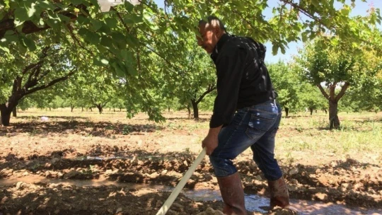 Malatya'da kayısı rekolte tartışmaları devam ediyor