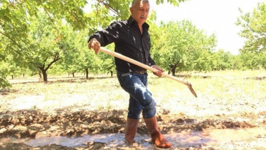 Malatya'da kayısı rekolte tartışmaları devam ediyor