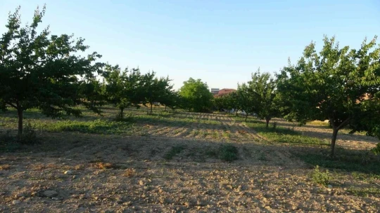 Malatya'da kayısı üreticisi hasat için gün sayıyor