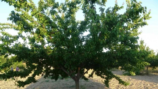 Malatya'da kayısı üreticisi hasat için gün sayıyor