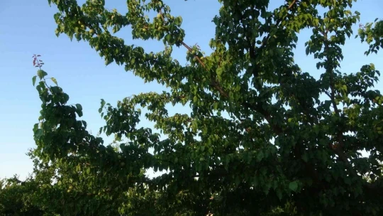 Malatya'da kayısı üreticisi hasat için gün sayıyor