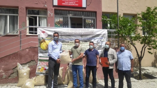 Çerezlik kabak yetiştiriliyor