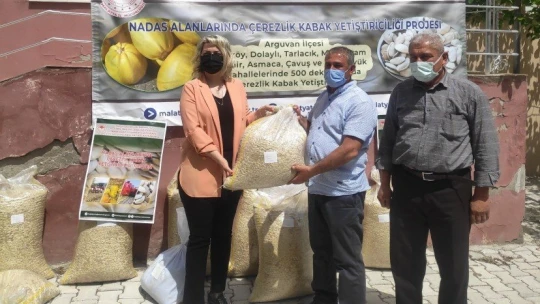 Çerezlik kabak yetiştiriliyor