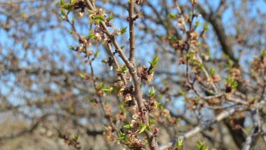 Malatya'da kayısıyı don vurdu