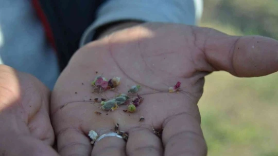 Malatya'da kayısıyı don vurdu