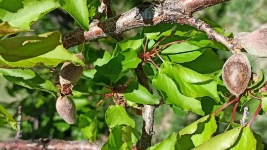 Malatya'da kayısıyı zirai don vurdu