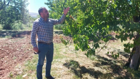 Malatya'da kayısıyı zirai don vurdu