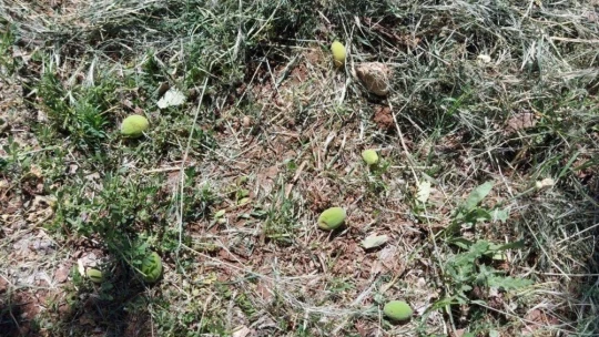 Malatya'da kayısıyı zirai don vurdu