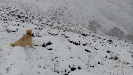 Kent merkezinde yağmur, yüksek kesimlerde kar yağışı