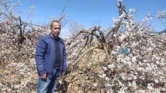 Malatya'da kimliği belirsiz kişiler kayısı ağaçlarına zarar verdi