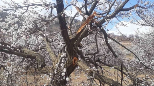 Malatya'da kimliği belirsiz kişiler kayısı ağaçlarına zarar verdi