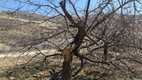 Malatya'da kimliği belirsiz kişiler kayısı ağaçlarına zarar verdi
