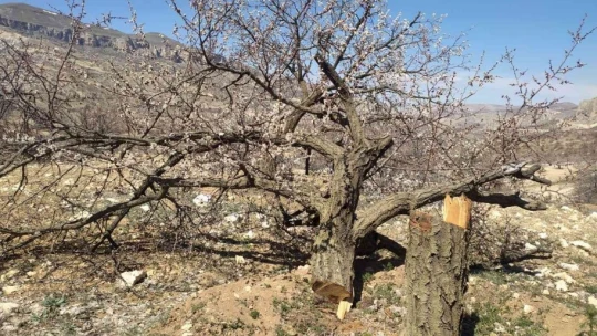 Malatya'da kimliği belirsiz kişiler kayısı ağaçlarına zarar verdi