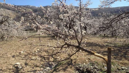 Malatya'da kimliği belirsiz kişiler kayısı ağaçlarına zarar verdi