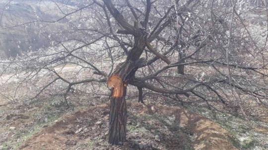 Malatya'da kimliği belirsiz kişiler kayısı ağaçlarına zarar verdi