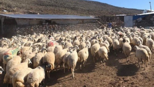 Malatya'da koç katım şenliği düzenlendi