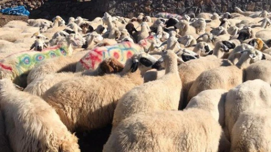 Malatya'da koç katım şenliği düzenlendi