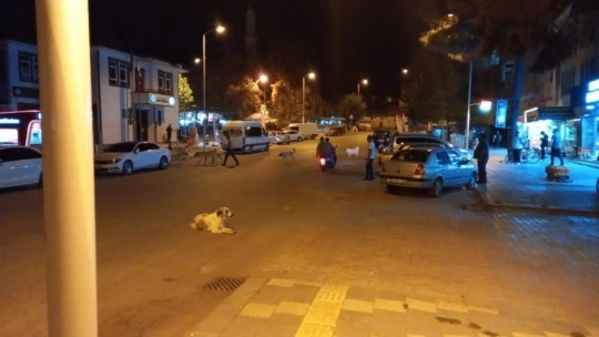 Malatya'da köpek korkusu