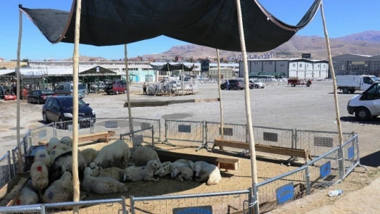 Malatya'da küçükbaş kurbanlıklara rağbet az oldu