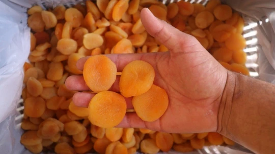 29 bin 400 ton kuru kayısı