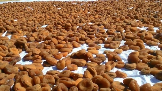 Malatya'da kuru kayısıda tahmini rekolte 75 bin 776 ton