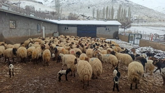 Malatya'da kuzulama dönemi başladı