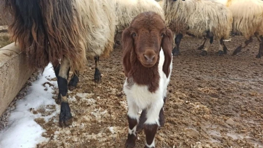 Malatya'da kuzulama dönemi başladı