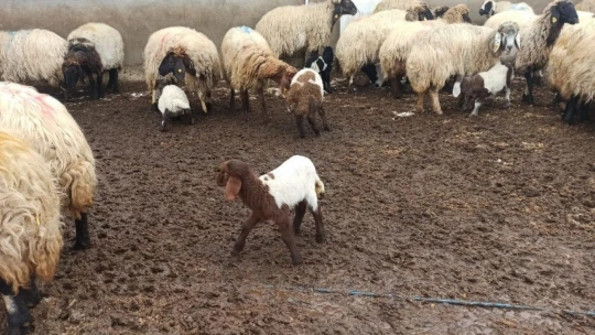 Malatya'da kuzulama dönemi başladı