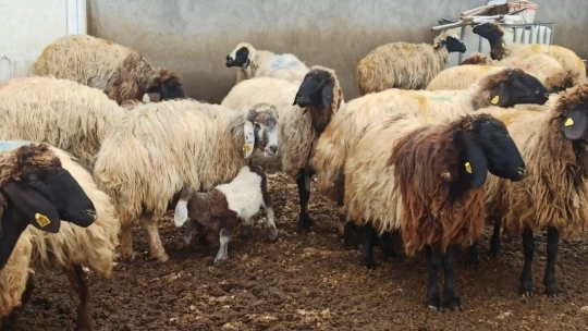 Malatya'da kuzulama dönemi başladı
