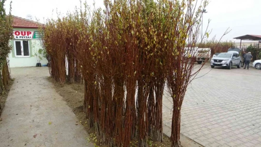 Yılda 4 milyon fidan üretimi