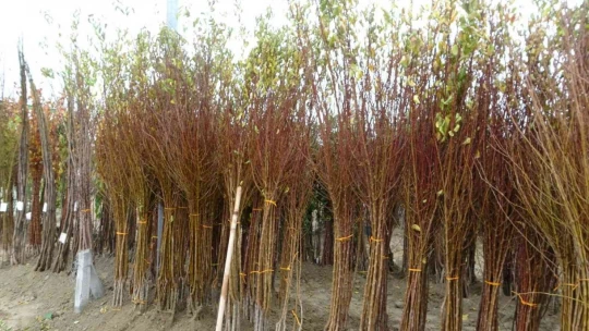 Yılda 4 milyon fidan üretimi