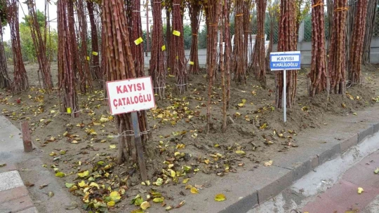 Yılda 4 milyon fidan üretimi