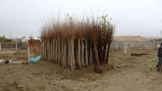 Yılda 4 milyon fidan üretimi