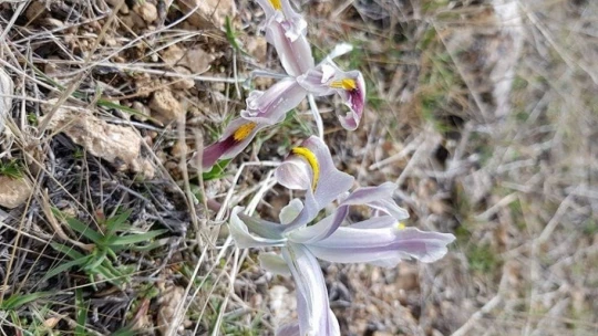 Malatya'da Nevruz Çiçekleri açtı