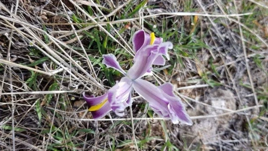 Malatya'da Nevruz Çiçekleri açtı
