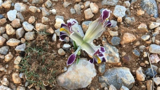 Malatya'da Nevruz Çiçekleri açtı