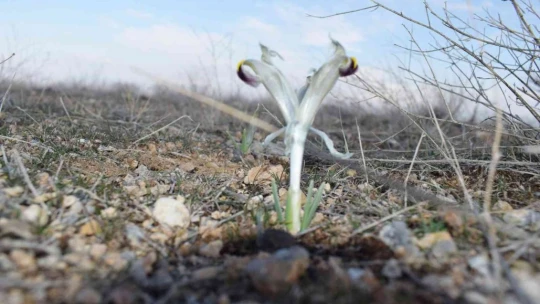 Malatya'da Nevruz Çiçekleri açtı