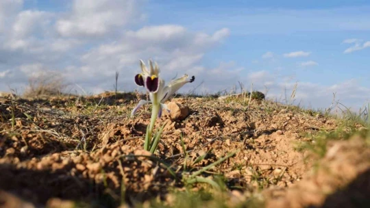Malatya'da Nevruz Çiçekleri açtı
