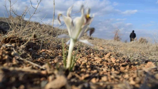 Malatya'da Nevruz Çiçekleri açtı