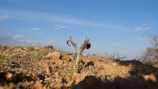 Malatya'da Nevruz Çiçekleri açtı