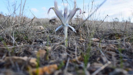 Malatya'da Nevruz Çiçekleri açtı